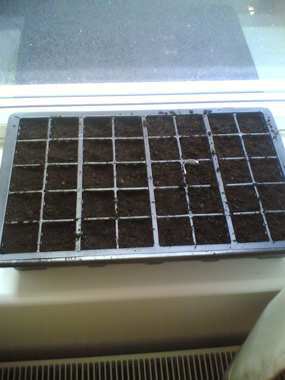 Seeds from Campanula Rockery Mix and Achillea Summer Berries Hybrid at Day 1